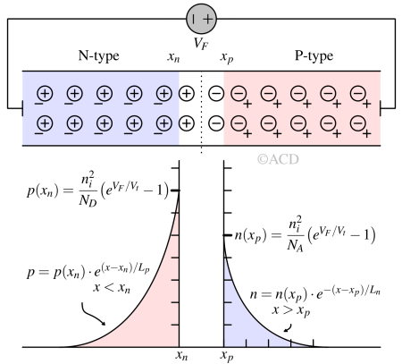 Minority carrier distribution in forward bias